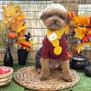 댕신나게 이미지