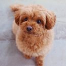 라온펫동물병원 이미지