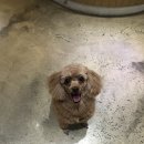 체인지펫미용 이미지