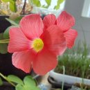 포레스토아이 이미지