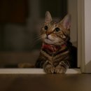 김포씨엘동물의료센터 | 김포동물병원 김포 씨엘동물의료센터 방문 후기 및 진료 서비스