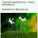 우담바라