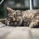 24시 신도림S동물의료센터 이미지