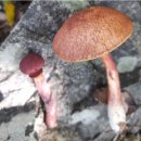 팔영산자연휴양림주차장 이미지