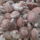 참나무 원목 표고버섯 이미지