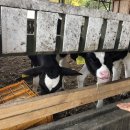 은아목장 이미지