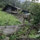 소나무안경 이미지