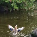 청둥이청둥오리 이미지