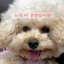 누렁이사철탕