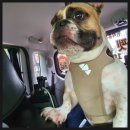 개 친절 펫택시 이미지