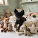 바우와우 | 가성비 최고! 훈련용으로 딱 좋은 '바우와우 혼합간식 컷' 다이소강아지간식