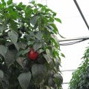 대곡농장 이미지