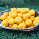 왕자농장 이미지