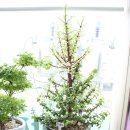 연세느티나무치과의원 이미지