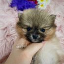 댕댕 일번가 이미지