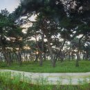 소나무 전경 이미지