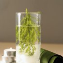 허브 식물과 향기의 이용 이미지