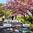 몽실몽실 | [충남] 아산 당림미술관 겹벚꽃명소 개화시기 아이들과가기좋은곳