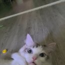펫홀릭더라이프 이미지