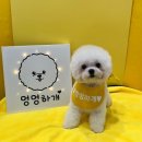 뽀송뽀송 강아지 미용실 이미지