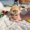 퍼피로운 이미지