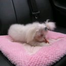 그랑샤리오 이미지