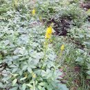 양산천변 이미지