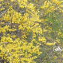 봄내음 전하는 개나리꽃 이미지