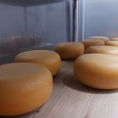 치즈필름