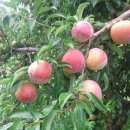 옥동농장 이미지