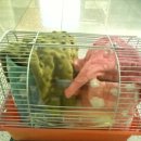 길경진동물병원 | 고슴도치 (2010.10.16)