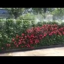 마운트존 안개분사기 쿨링포그 꽃 정원에서 분사~ 이미지