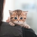 고양이라서 행복해 이미지