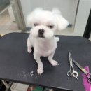 동이애견 이미지