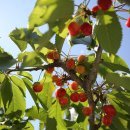 이병우농장 이미지