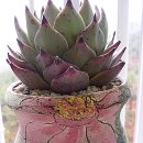 한스비어 이미지