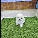 강아지분양 애견입양 아이러브독 인천점 이미지
