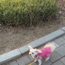 금곡동반려견놀이터 이미지