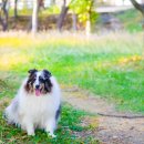 발포해수욕장 이미지