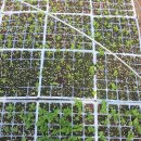 주초농장 이미지