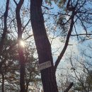 철성농장 | (11/15,화,10:47~16:55)철성지맥 2-1구간(분기점~오석치)