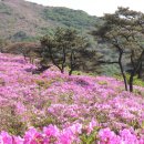 고려산 진달래 축제 이미지