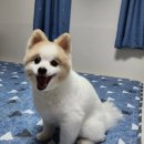 예쁘개 편안하개 | 남양주 애견미용샵 예쁘개편안하개 다녀왔어요~!