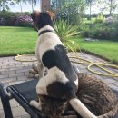 개와 고양이 이미지