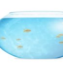 금붕어PC 이미지