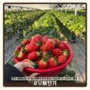제일농장 | 원주 오빠딸기 체험농장 후기｜딸기농장에서 딸기 따고 직접 만드는 디저트 체험