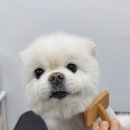 마리애견미용