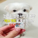 울디 동물병원 | 강아지 심장사상충 약 추천 2026 | 넥스가드 스펙트라 후기 (+김포 가격, 구래동·운양동·장기동)