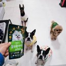 행복한요나네 | 행복한요나네 풀무원 아미오 베스트셀러 간식 두부너겟 후기