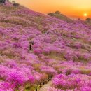 제29회 비슬산 참꽃 문화제 | 제29회 비슬산 참꽃 문화제 전면 취소…산불 피해 애도와 안전 우선